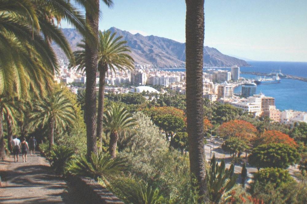 A quiet garden path shaded by palm trees in late afternoon light