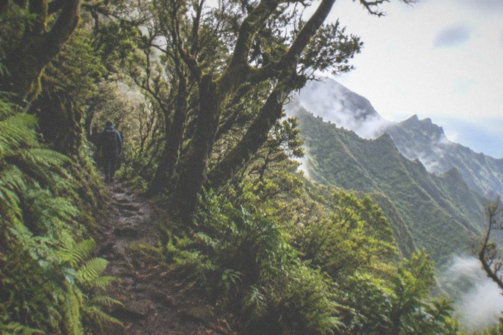 A walker on a misty forest trail between laurel trees in Anaga