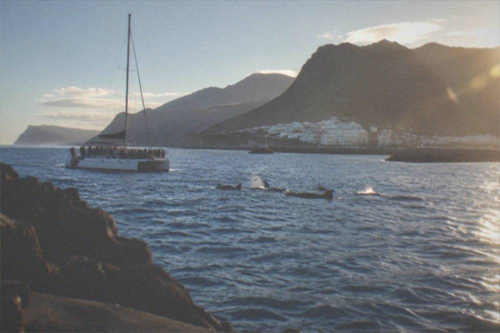 A catamaran with passengers watching pilot whales off the Tenerife south coast
