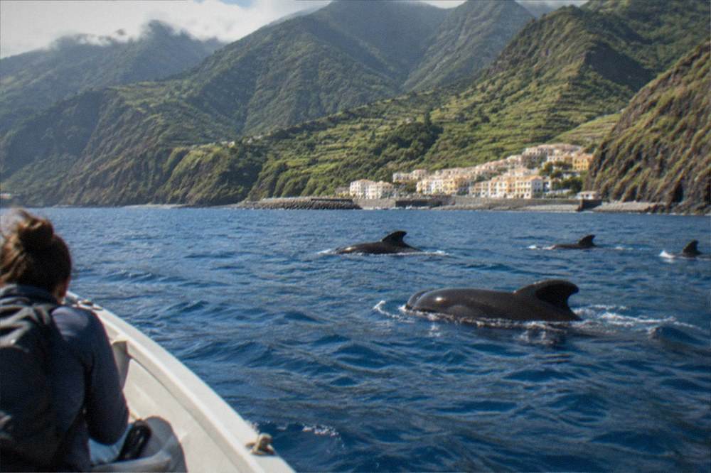 Pilot whales surfacing beside a small boat in open blue water