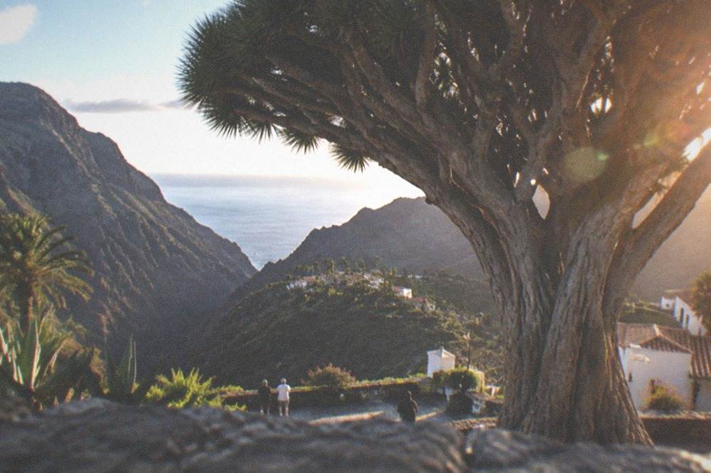 A massive dragon tree with a thick branching trunk standing above a town square