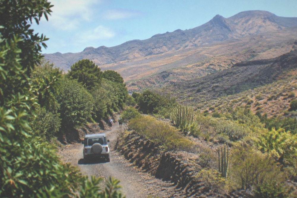 A jeep track winding through green laurel forest on a Canary island