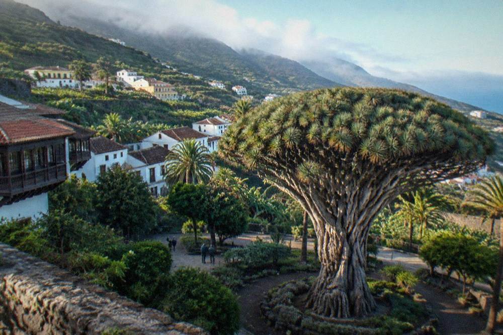 The large dragon tree at Icod de los Vinos with its park around it