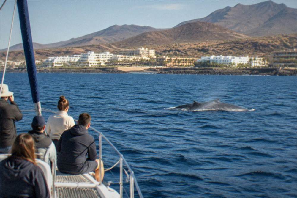 A catamaran at sea with passengers watching a whale surface nearby