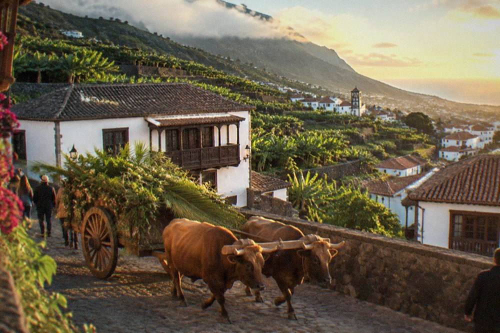 An ox-drawn wooden cart decorated with palm leaves in a Canarian village procession