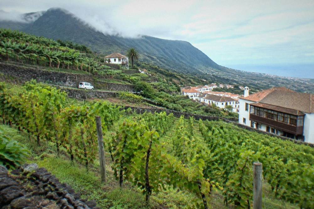 Rows of vines on a green hillside in northern Tenerife with mountains behind