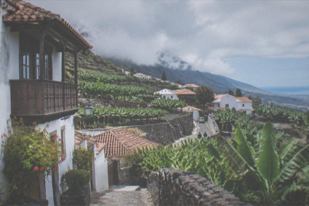 Vineyard slopes under low winter cloud in northern Tenerife