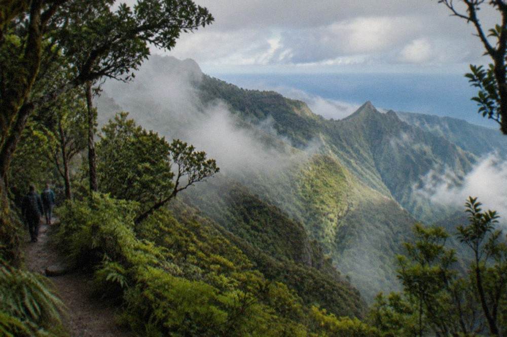 Dense green laurel forest on a narrow dirt trail in the Anaga mountains with mist between the ridges