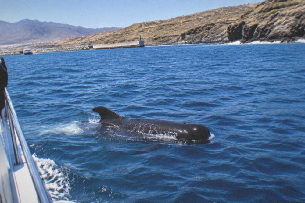 A pilot whale surfacing beside a boat in blue Atlantic water