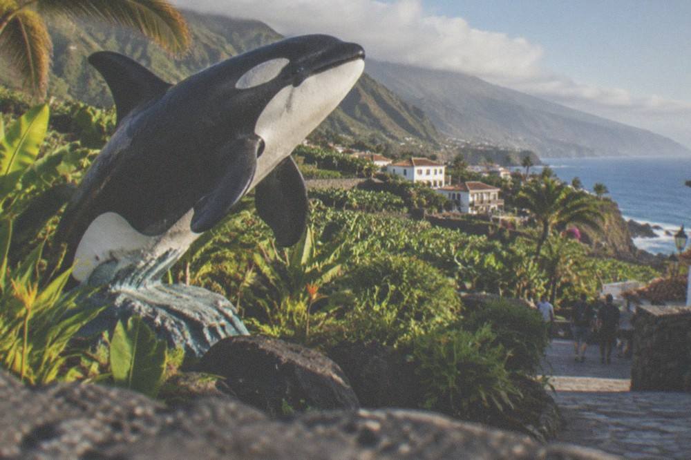 An orca statue and tropical planting at the entrance of a northern Tenerife animal park