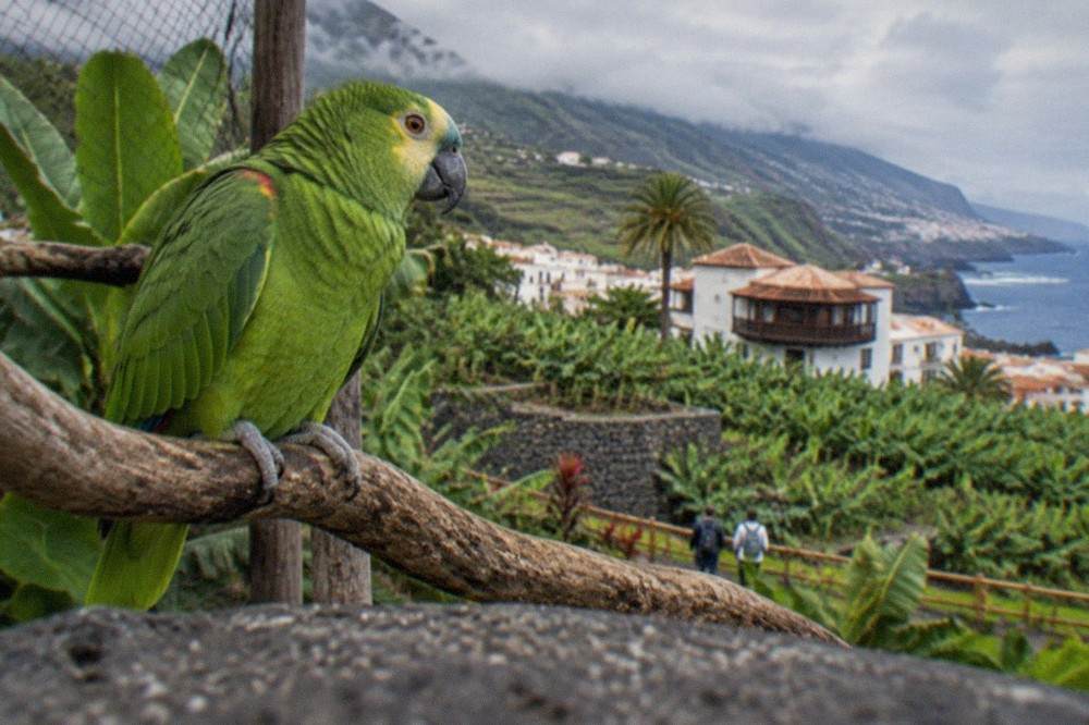 A green parrot perched on a branch inside a tropical animal park enclosure