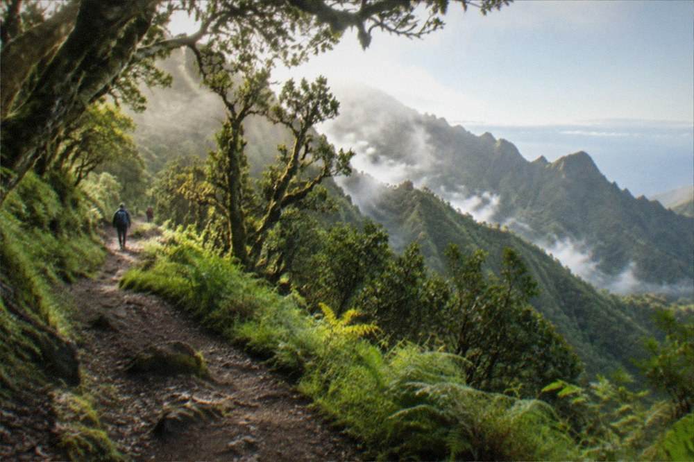 A green laurel forest trail in the Anaga mountains with mist over the ridge