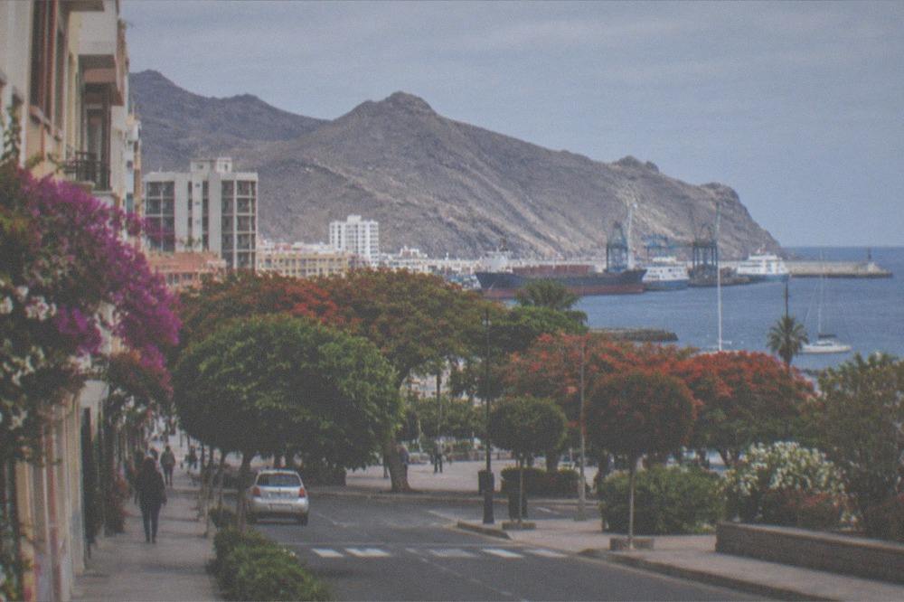 A harbour town street with small shopfronts and flowering bushes along the pavement
