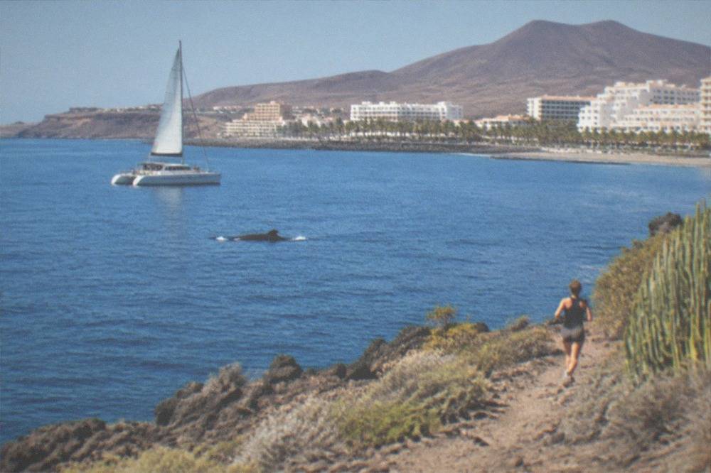 A catamaran and a pilot whale surfacing in calm blue water off the Tenerife coast
