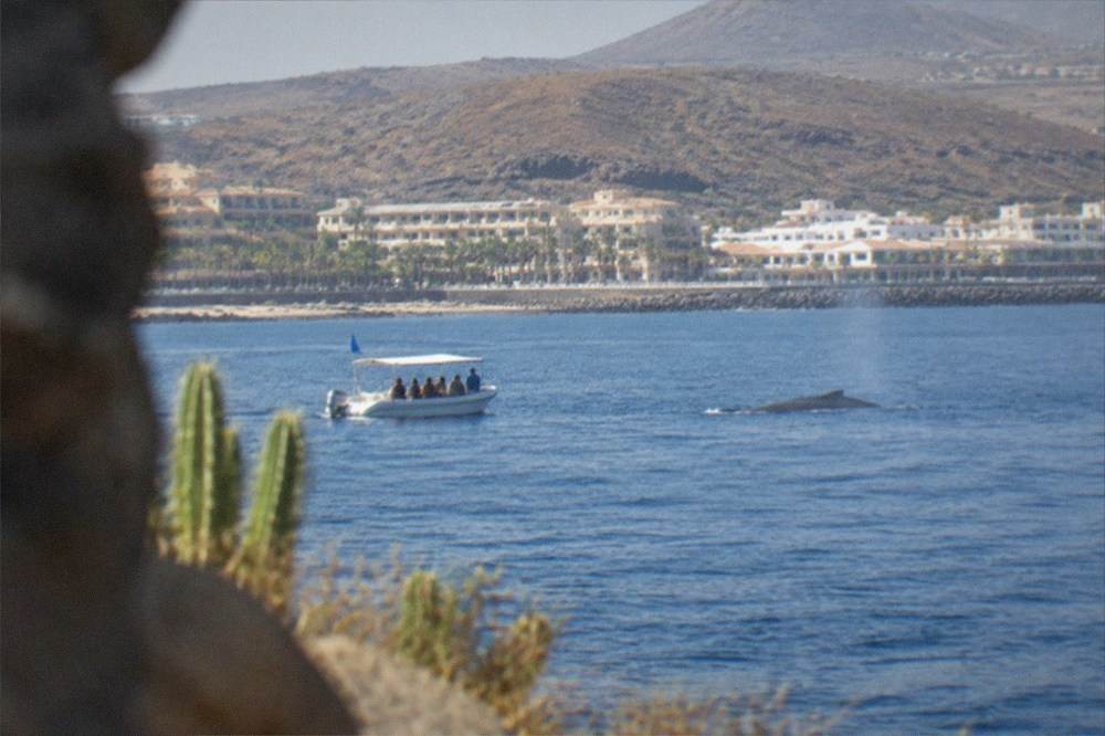 A small authorised boat flying a blue flag on calm water near a whale surfacing