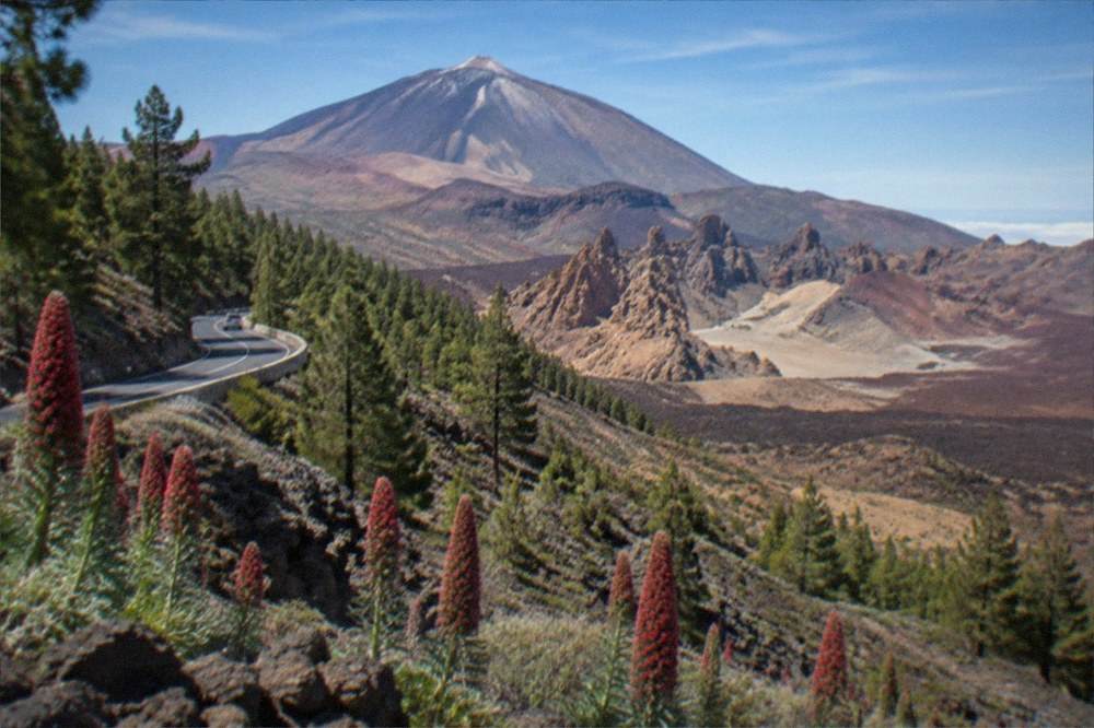 A winding mountain road through green pine forest on the slopes of Mount Teide