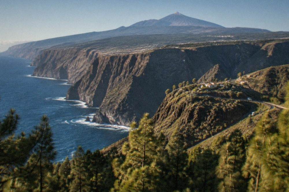 A view across pine forest toward Mount Teide under a clear afternoon sky