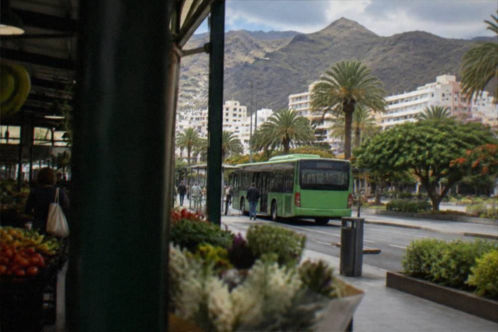 A green island bus at a stop on a Tenerife road with palm trees