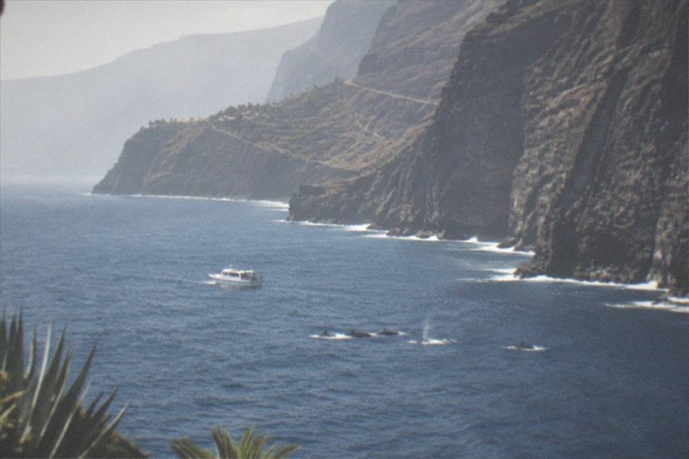 A small white boat near the dark stone cliffs of Los Gigantes with pilot whales surfacing nearby