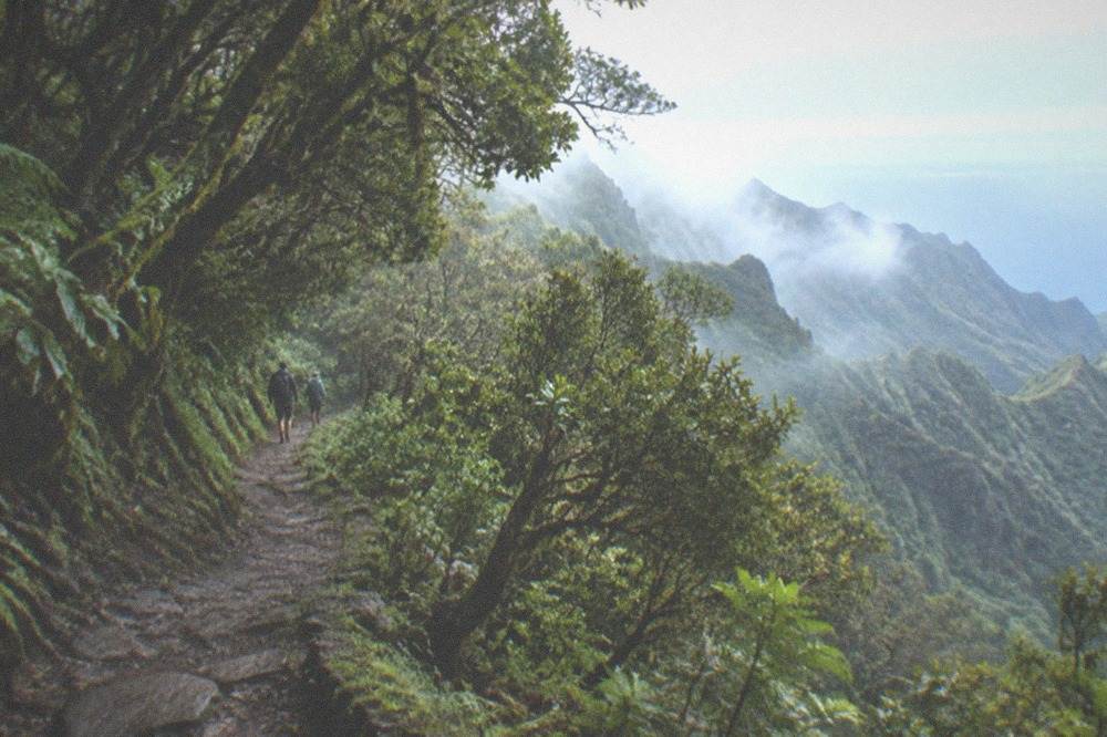 A narrow stone path winding through dense green laurel forest on a mountain slope