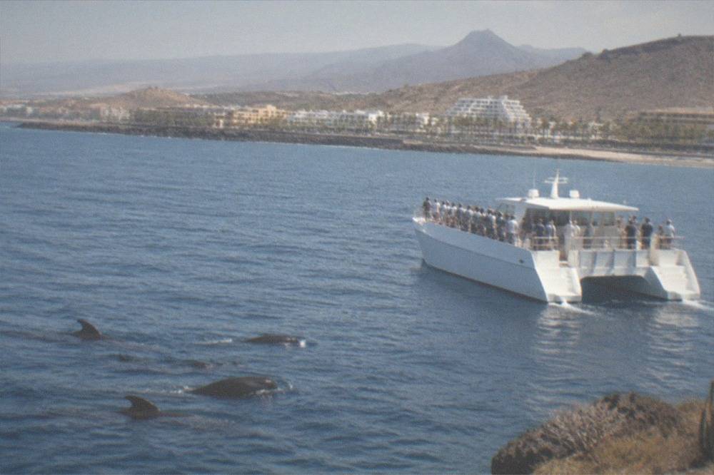 A catamaran of passengers watching pilot whales swimming alongside in open sea off Tenerife