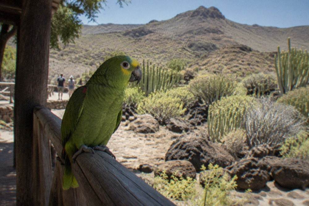 A green parrot perched on a wooden railing at an animal park