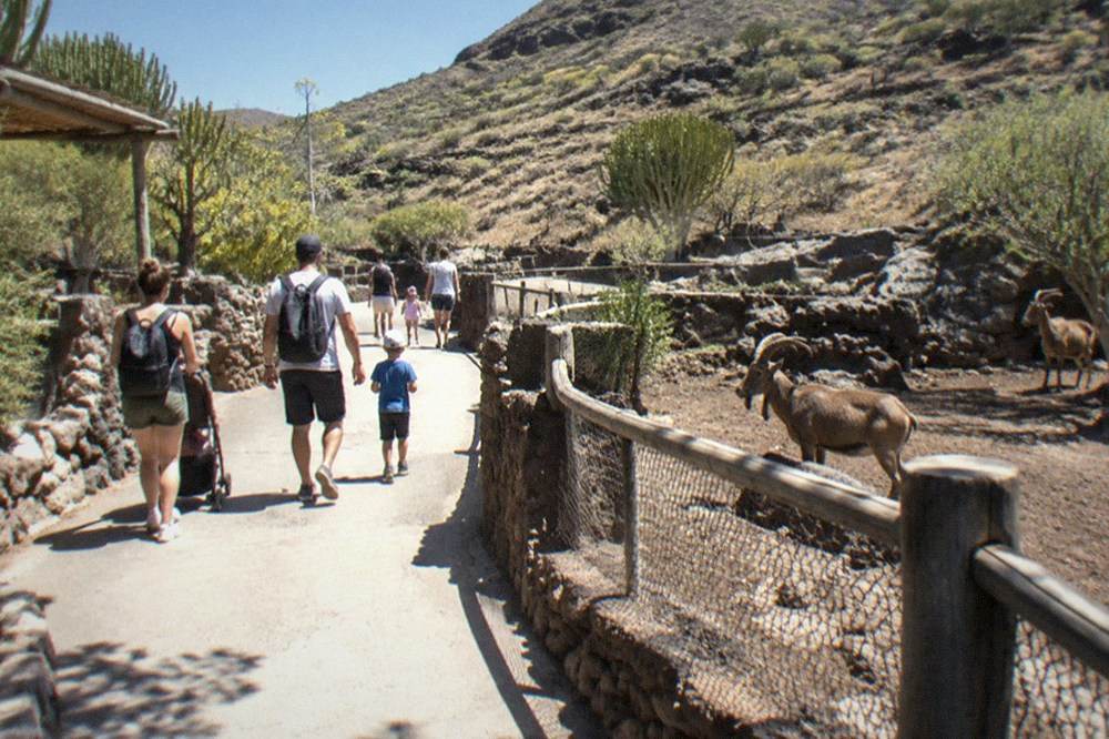 Families walking along a shaded path between animal enclosures