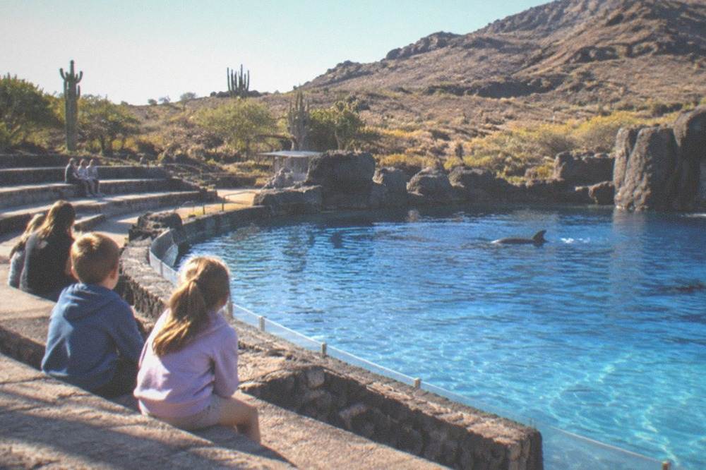 Children on tiered stone seating overlooking a large blue pool at an outdoor animal park