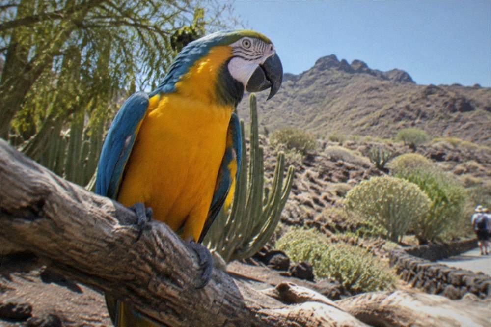 A parrot perched on a branch in a lush tropical park setting