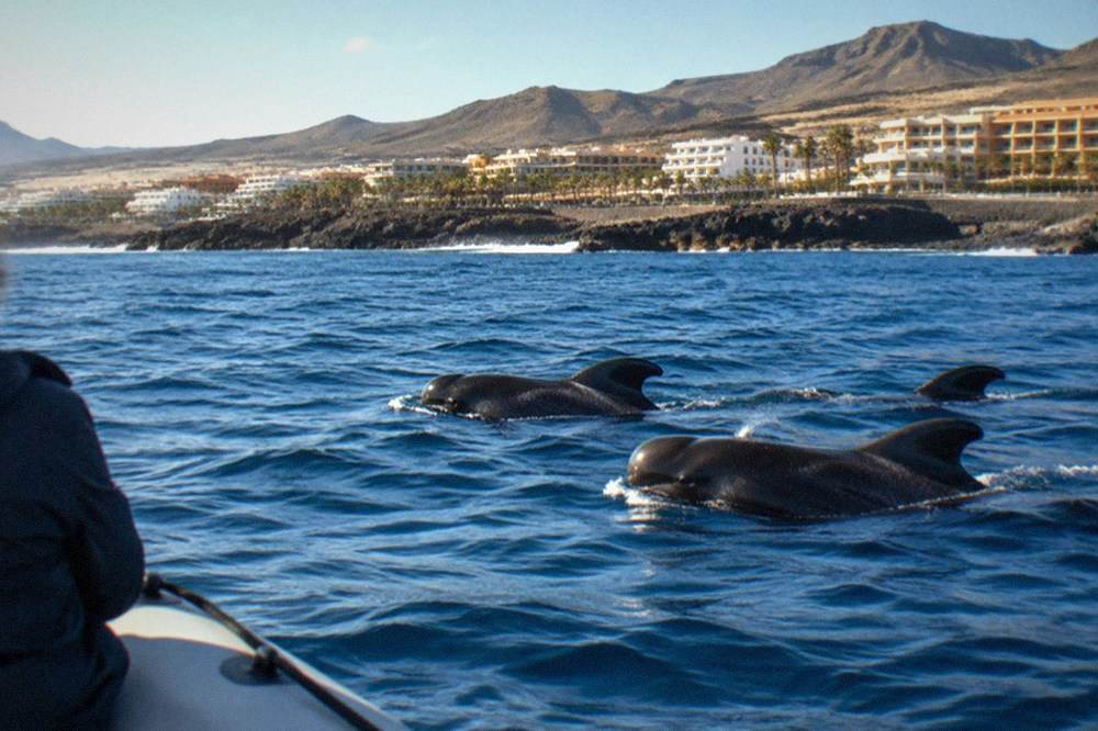 Pilot whales surfacing beside a small boat off Puerto Colon in open blue water