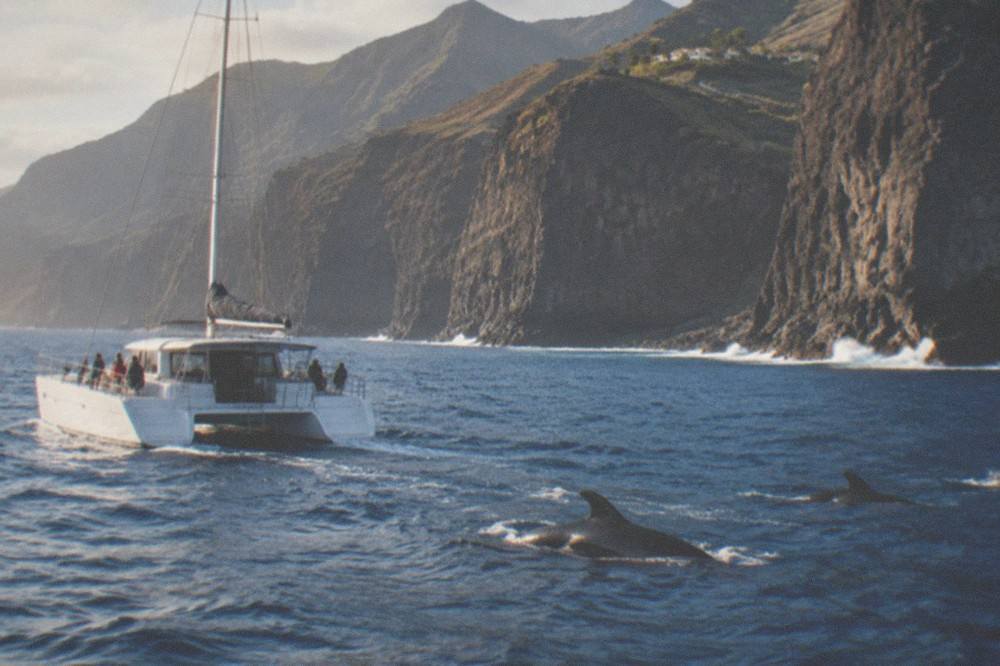 A catamaran cruising along the coastline at Los Gigantes with pilot whales surfacing nearby