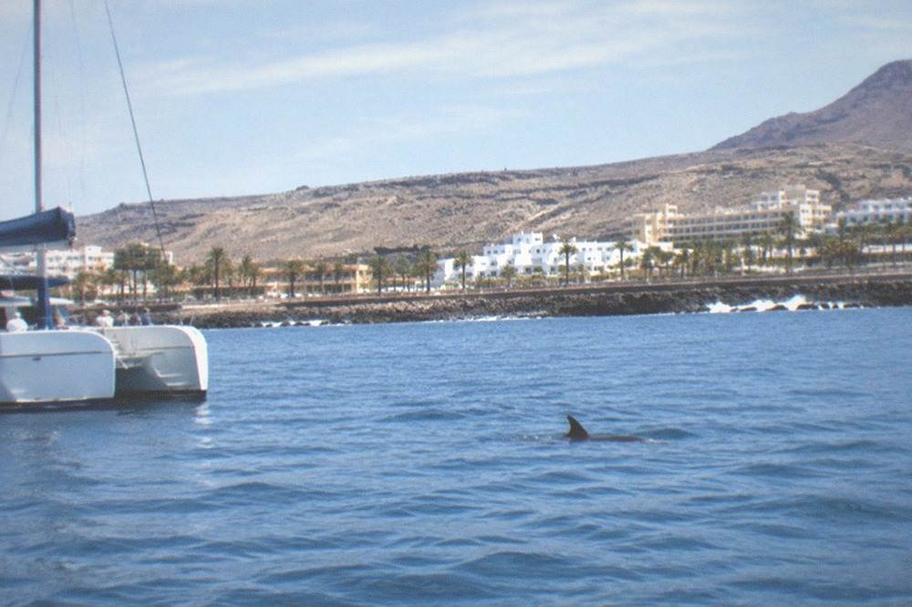 A catamaran off Puerto Colon on calm blue water with a dorsal fin breaking the surface nearby