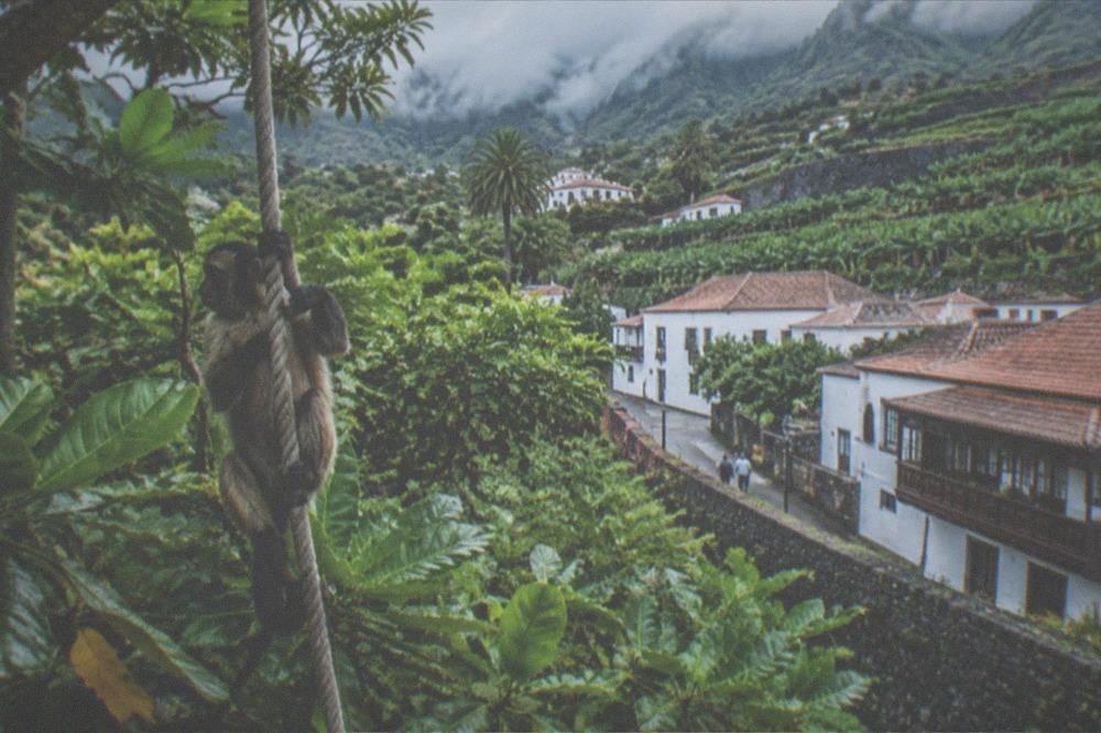 A monkey clinging to a rope inside a leafy enclosure