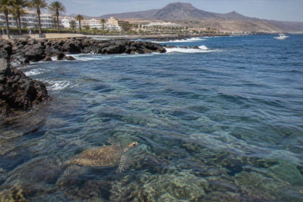 A sea turtle gliding over clear shallow water off Puerto Colon with a rocky seabed below
