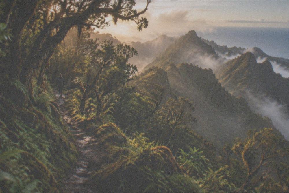 Moss-covered laurel forest on a narrow trail in the Anaga mountains