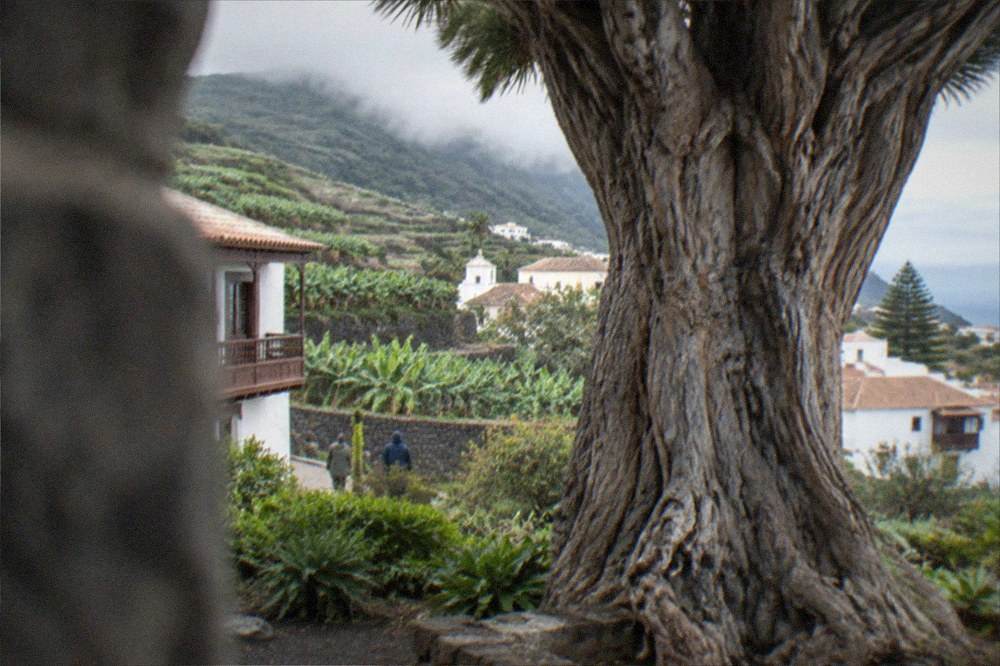 The thick trunk of an old dragon tree in a garden in Icod de los Vinos