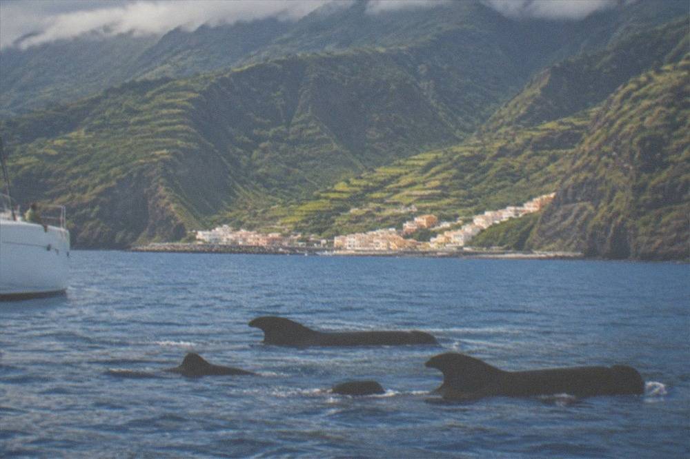Pilot whales surfacing beside a catamaran on the calm water between Tenerife and La Gomera