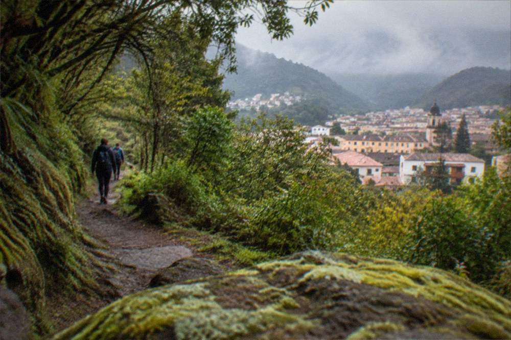 Mossy laurel forest on a narrow path between misty ridges