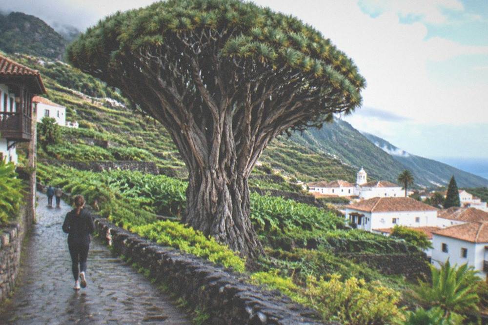 The thick trunk and dense crown of the ancient dragon tree in Icod de los Vinos