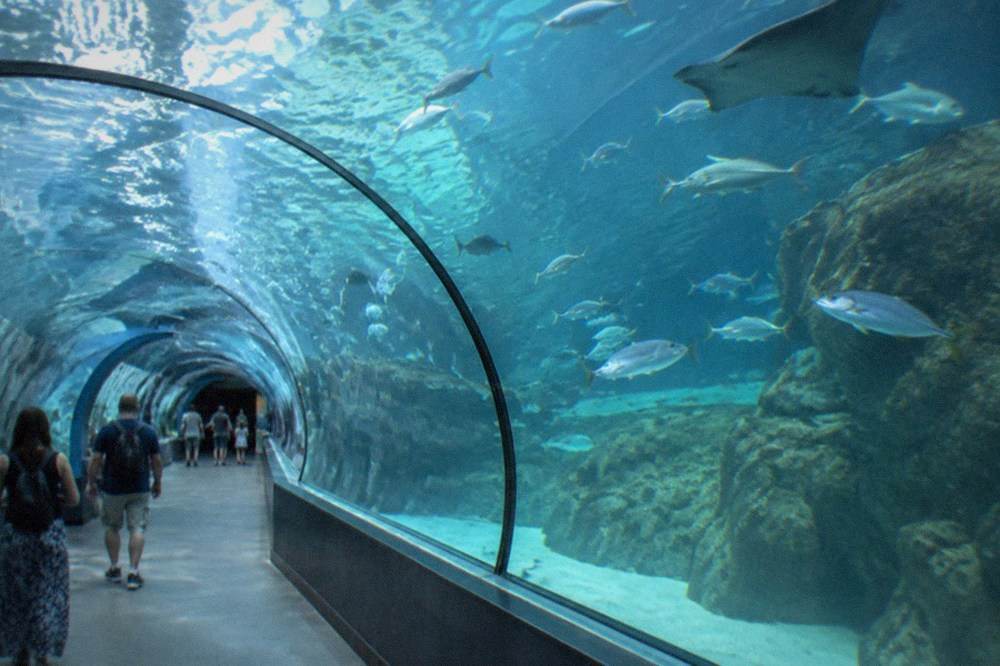 Visitors walking through a covered tropical aquarium tunnel with fish swimming overhead
