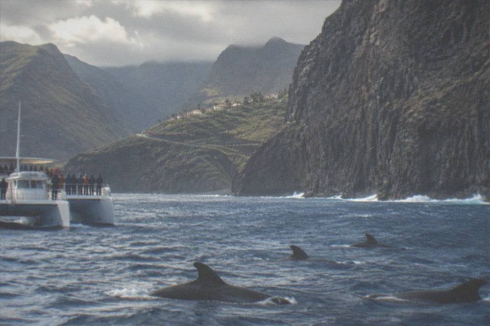 A catamaran with passengers in light rain passing the rocky coastline at Los Gigantes, pilot whales in the water