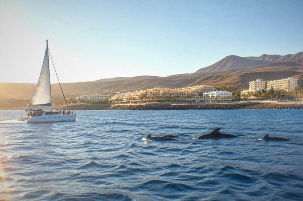 A catamaran with a Barco Azul flag sailing past pilot whales close to the Tenerife coast