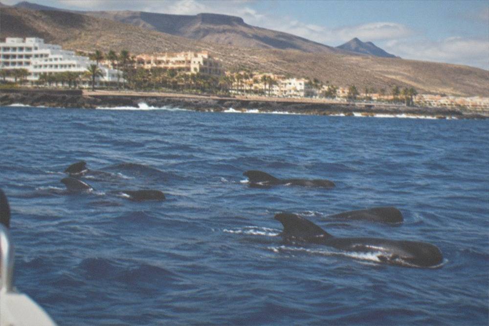 A group of pilot whales swimming in open water near a boat holding distance