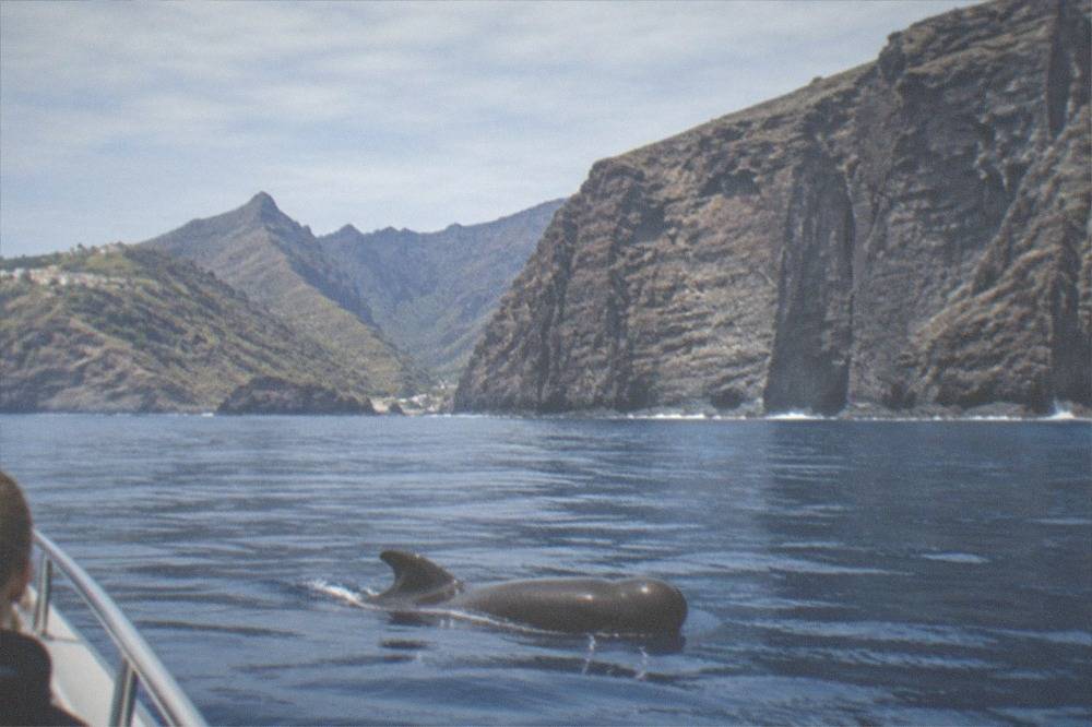 A pilot whale surfacing beside a boat in calm blue water