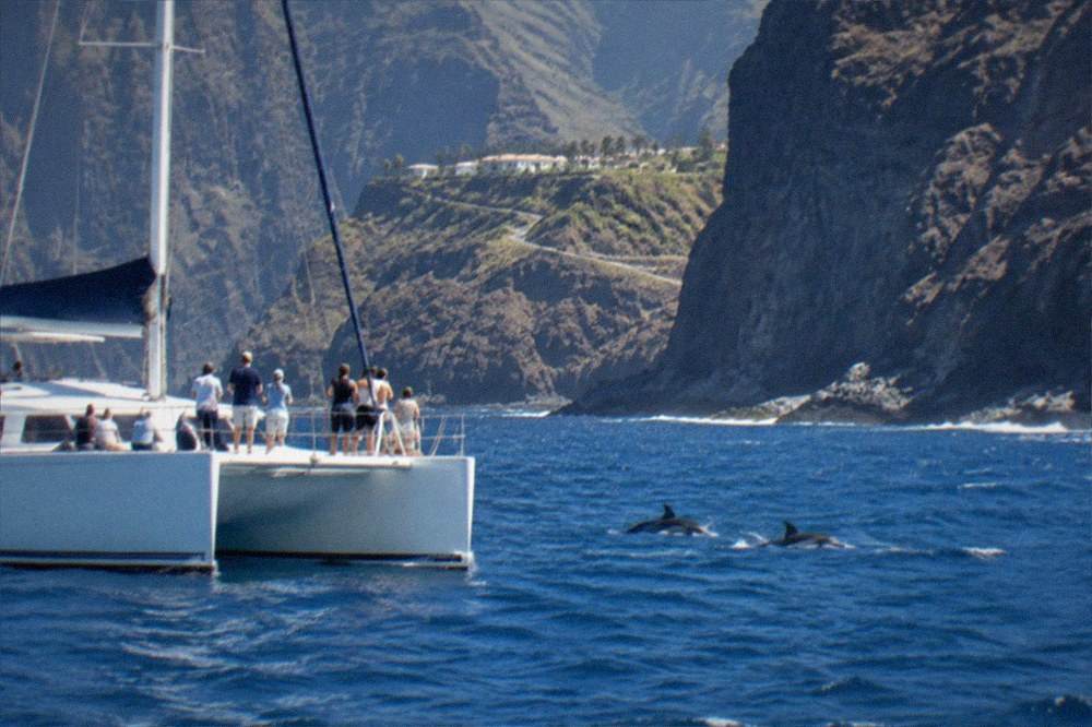 A catamaran with passengers watching dolphins swimming alongside the bow
