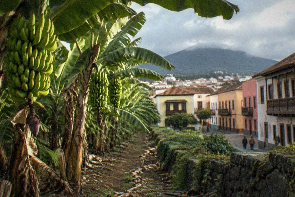Rows of banana plants on a Tenerife plantation with green bunches of bananas hanging from the trees