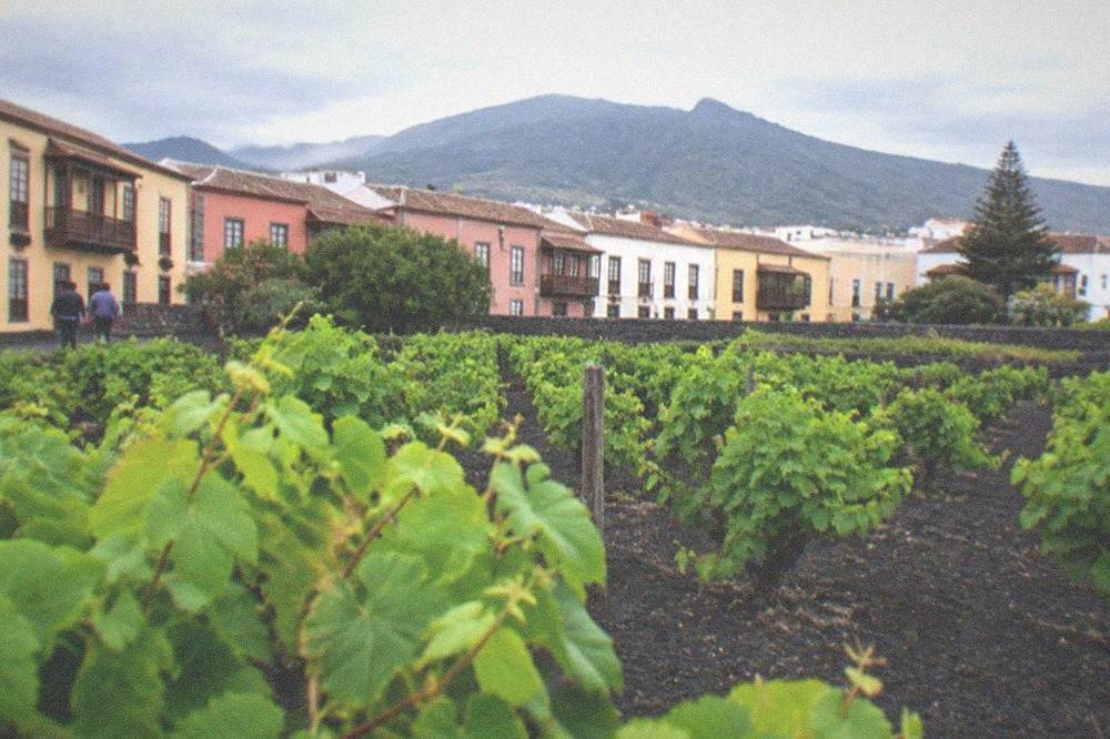 Vineyard rows on dark volcanic soil with green vines and a distant mountain ridge