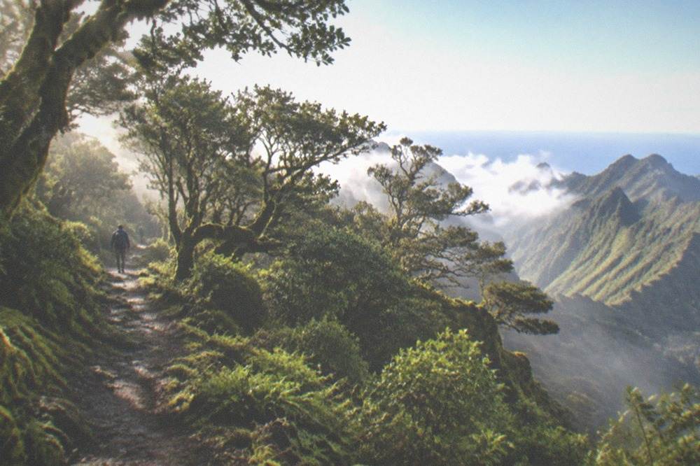 Moss-covered laurel forest trail with mist between the trees in Anaga