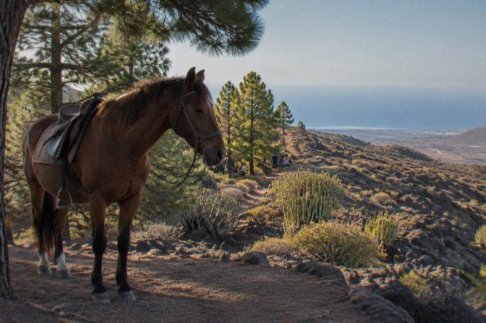 A calm bay horse standing at rest beside a rural trail with pine trees on a Tenerife hillside