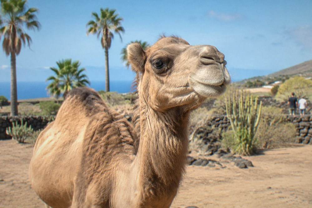 A camel standing in a sandy enclosure with palm trees and blue sky behind it